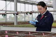 Vegetable seeds from space thrive in Shanxi county, boosting yields