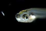 Zebrafish thrive in space experiment on China's space station