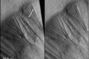 Potential microbial habitats in Martian ice