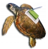 Turtle equipped with an Argos transmitter.